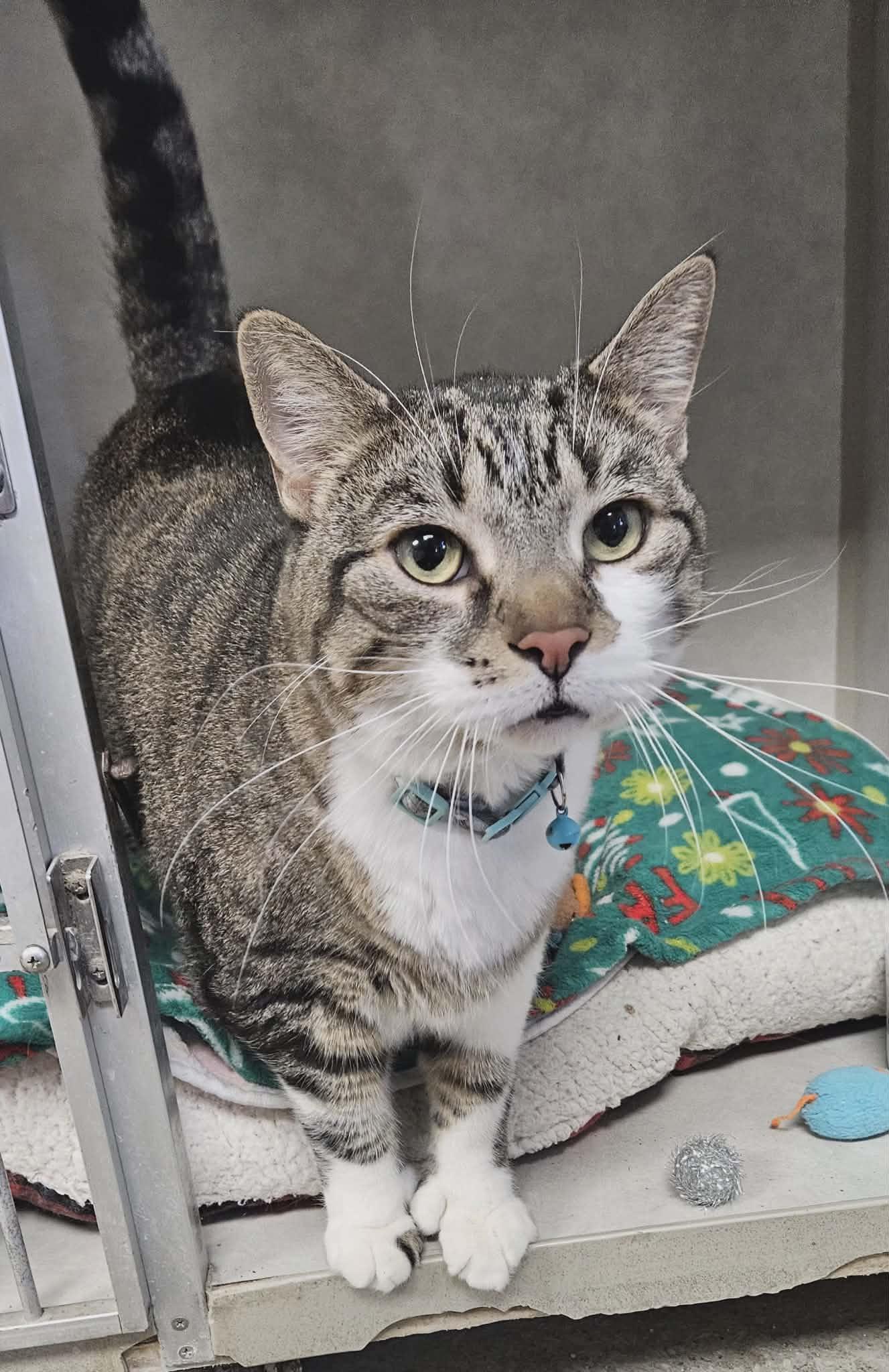 Enlarge Doc Muffins, an adopted mixed breed in Wapakoneta, OH image 3/3