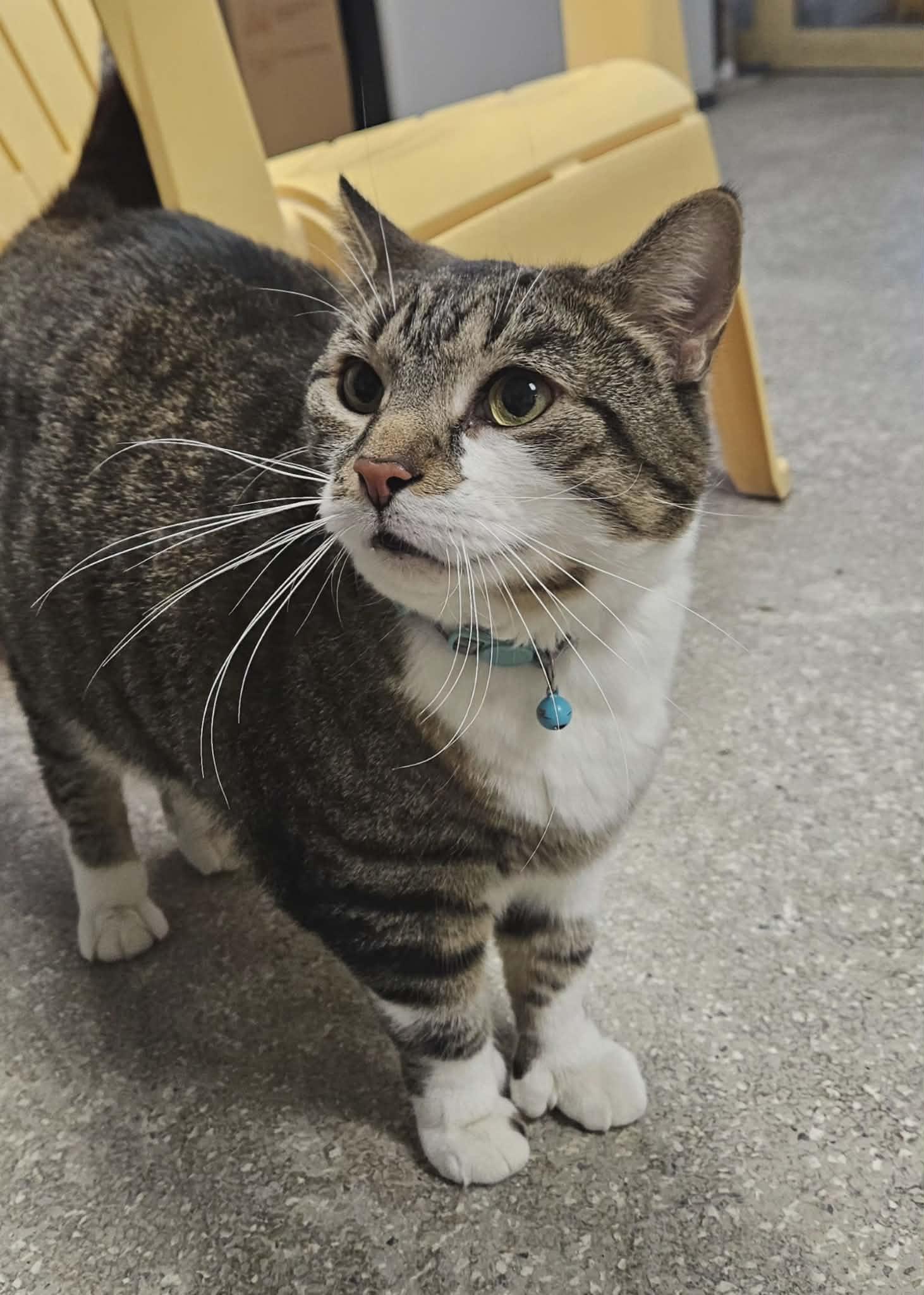 Doc Muffins, adopted, Senior Male Domestic Short Hair & Extra-Toes Cat / Hemingway Polydactyl.