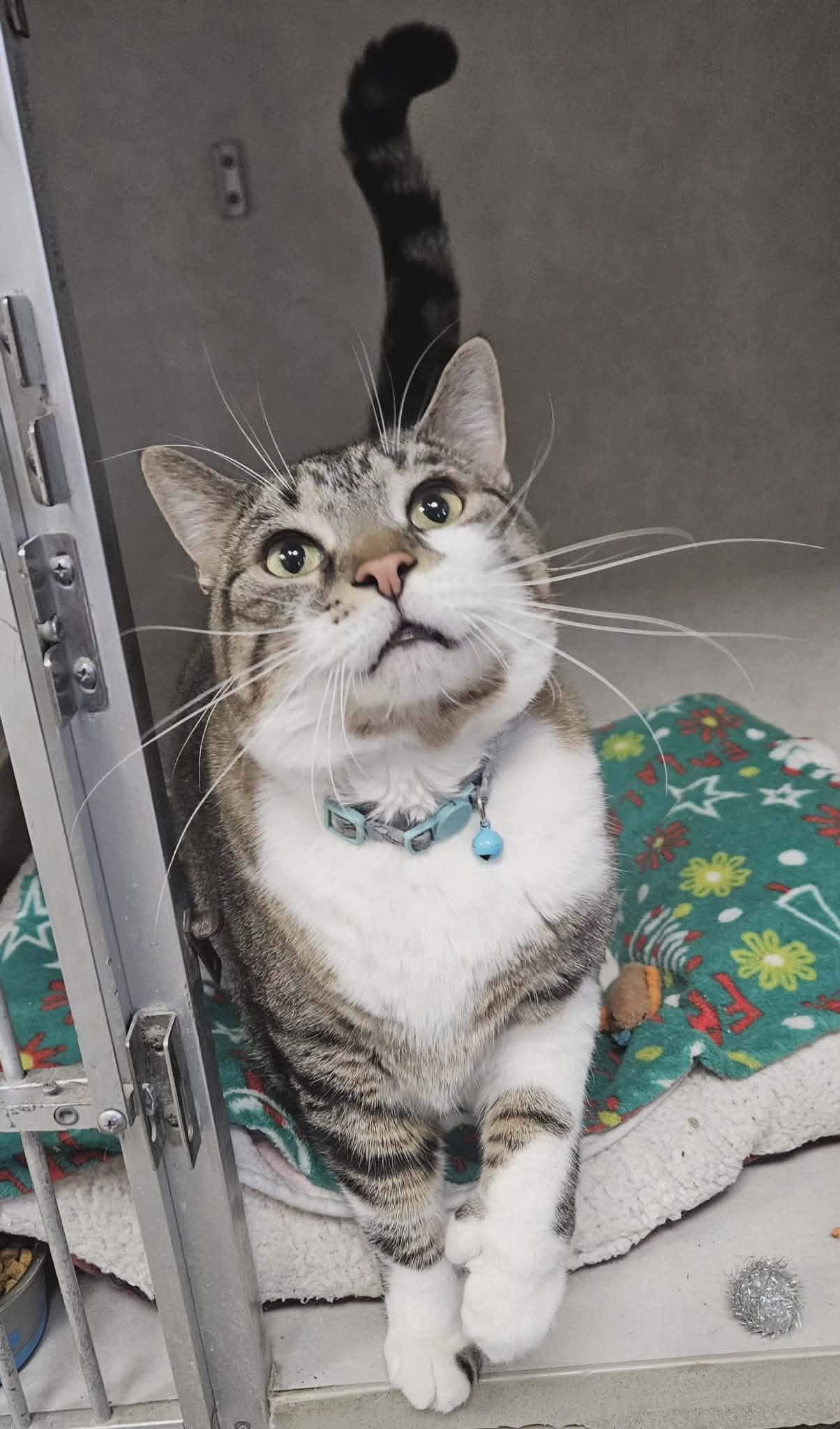 Enlarge Doc Muffins, an adopted mixed breed in Wapakoneta, OH image 2/3