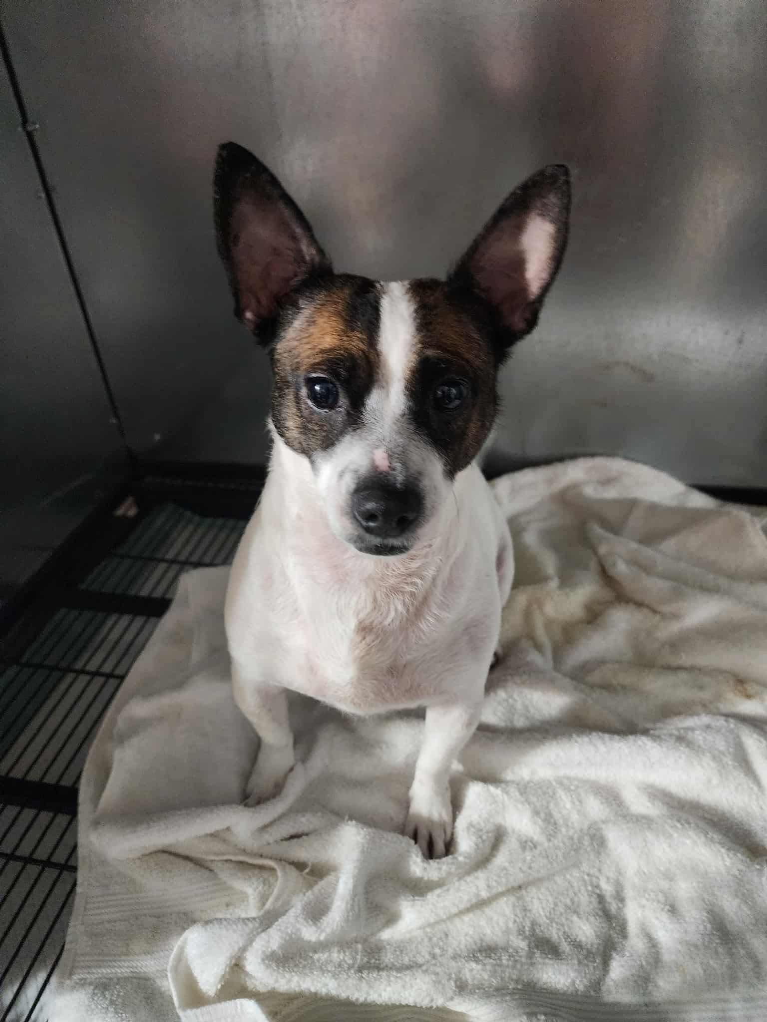 Enlarge Sugar 0576, a Adoptable Jack Russell Terrier in Stephens City, VA image 1/1