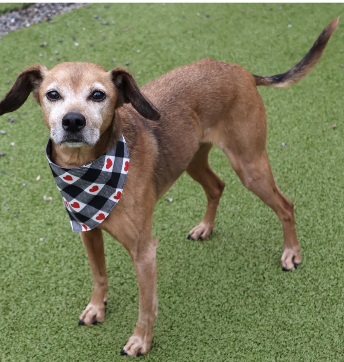 Enlarge Brownie, a ADOPTABLE mixed breed in Wayne , NJ image 3/4