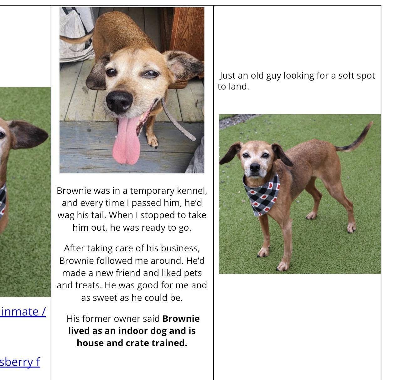 Enlarge Brownie, a ADOPTABLE mixed breed in Wayne , NJ image 4/4