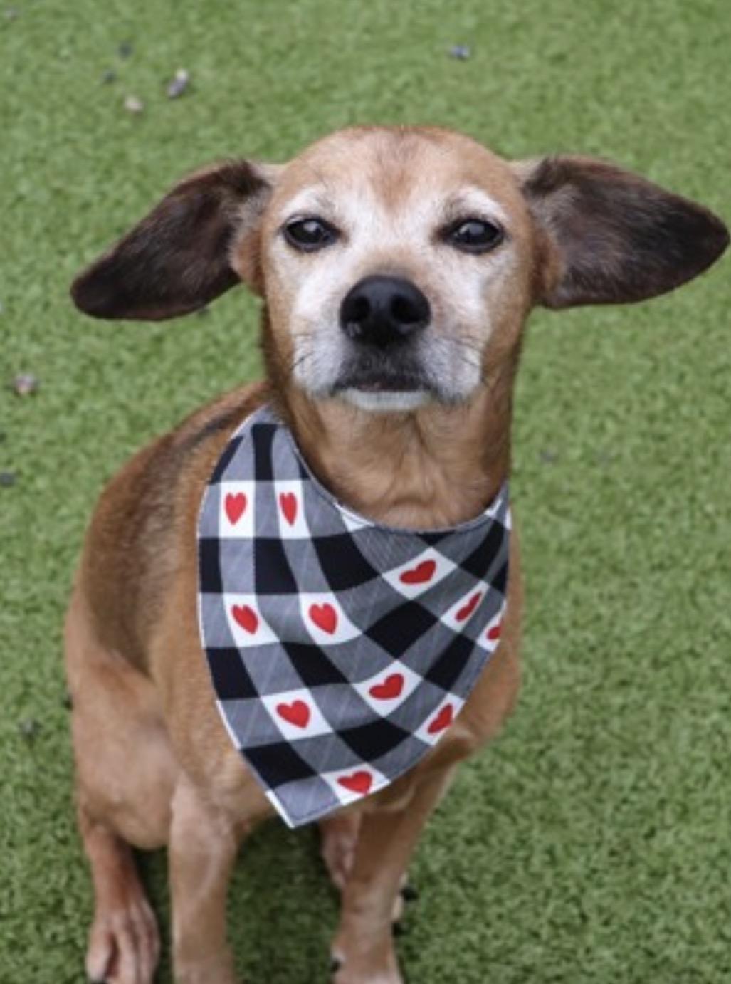 Enlarge Brownie, a ADOPTABLE mixed breed in Wayne , NJ image 1/4