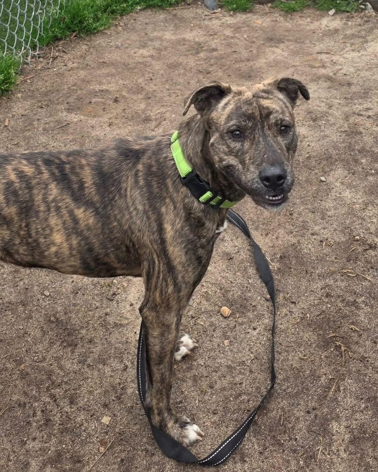 Enlarge Sarah, a ADOPTABLE Mixed Breed in South Kingstown, RI image 3/3