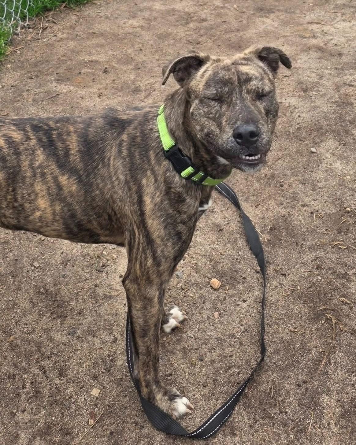 Enlarge Sarah, a ADOPTABLE Mixed Breed in South Kingstown, RI image 2/3