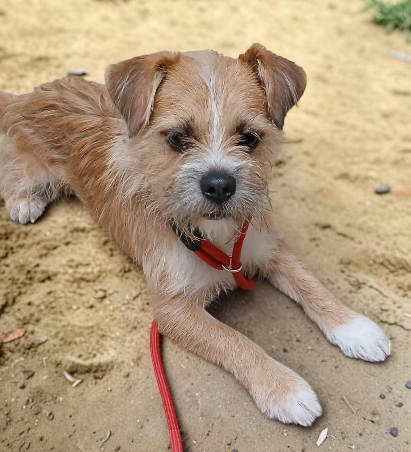 Sparky, adopted, Adult Male Mixed Breed.