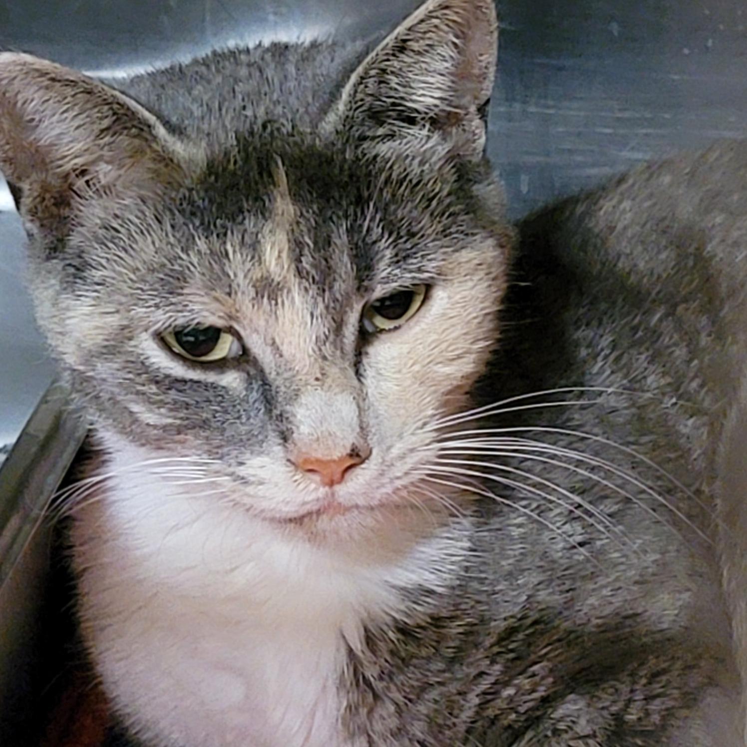 Silky (Spayed) (Empty-Nester)