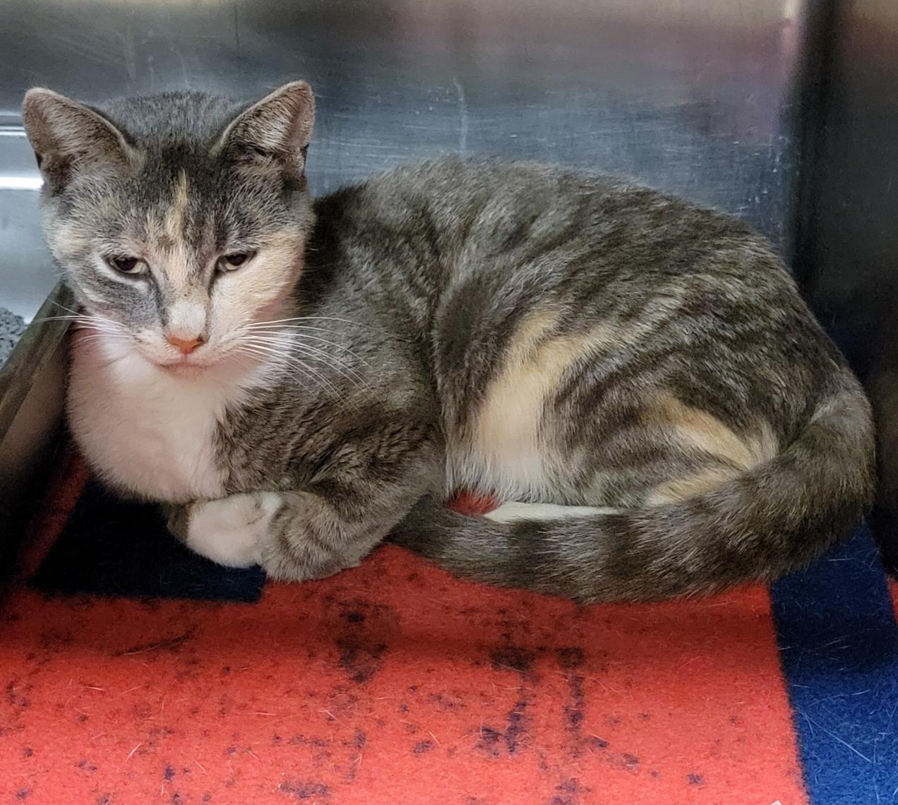 Silky (Spayed) (Empty-Nester)