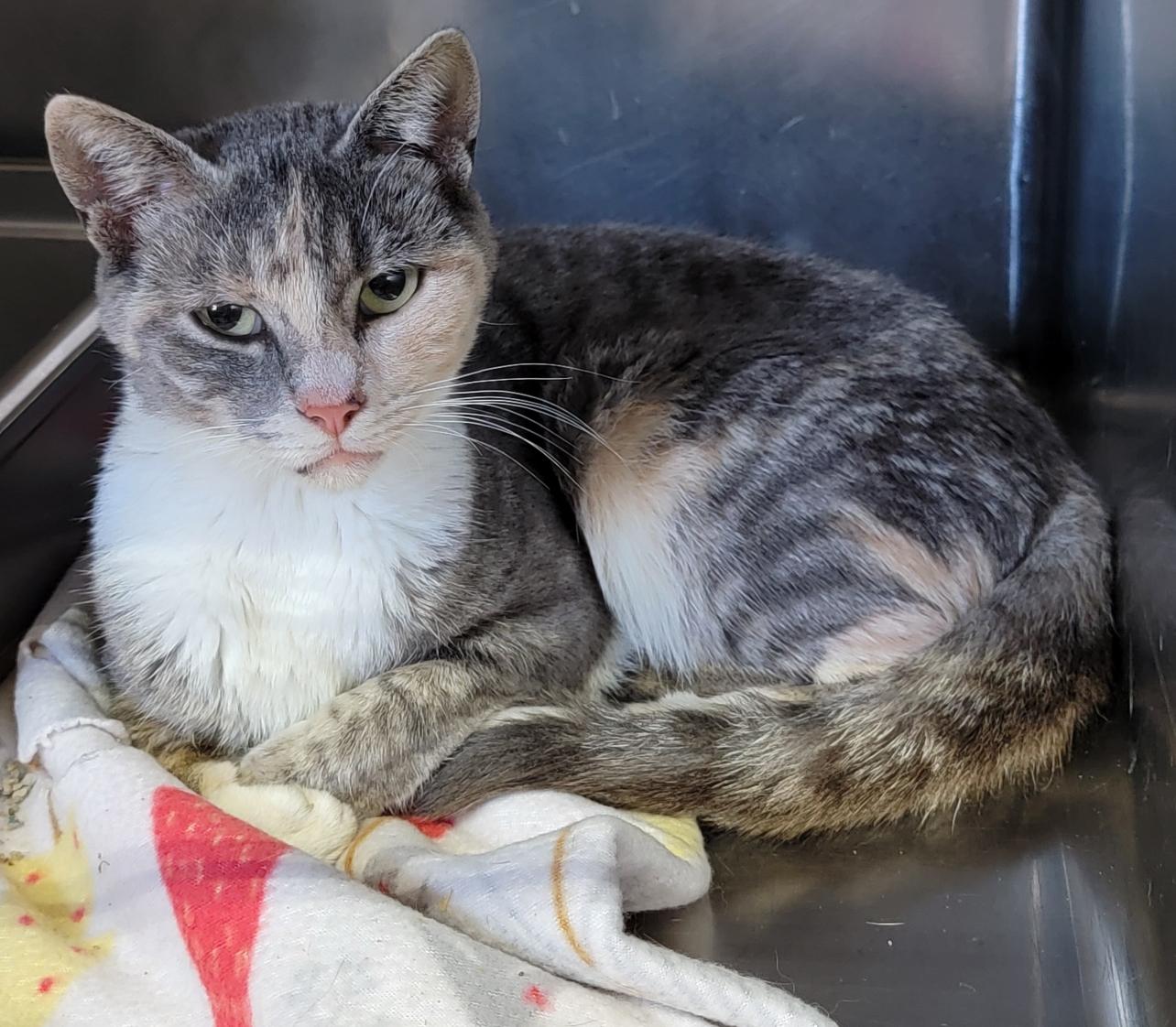 Silky (Spayed) (Empty-Nester)