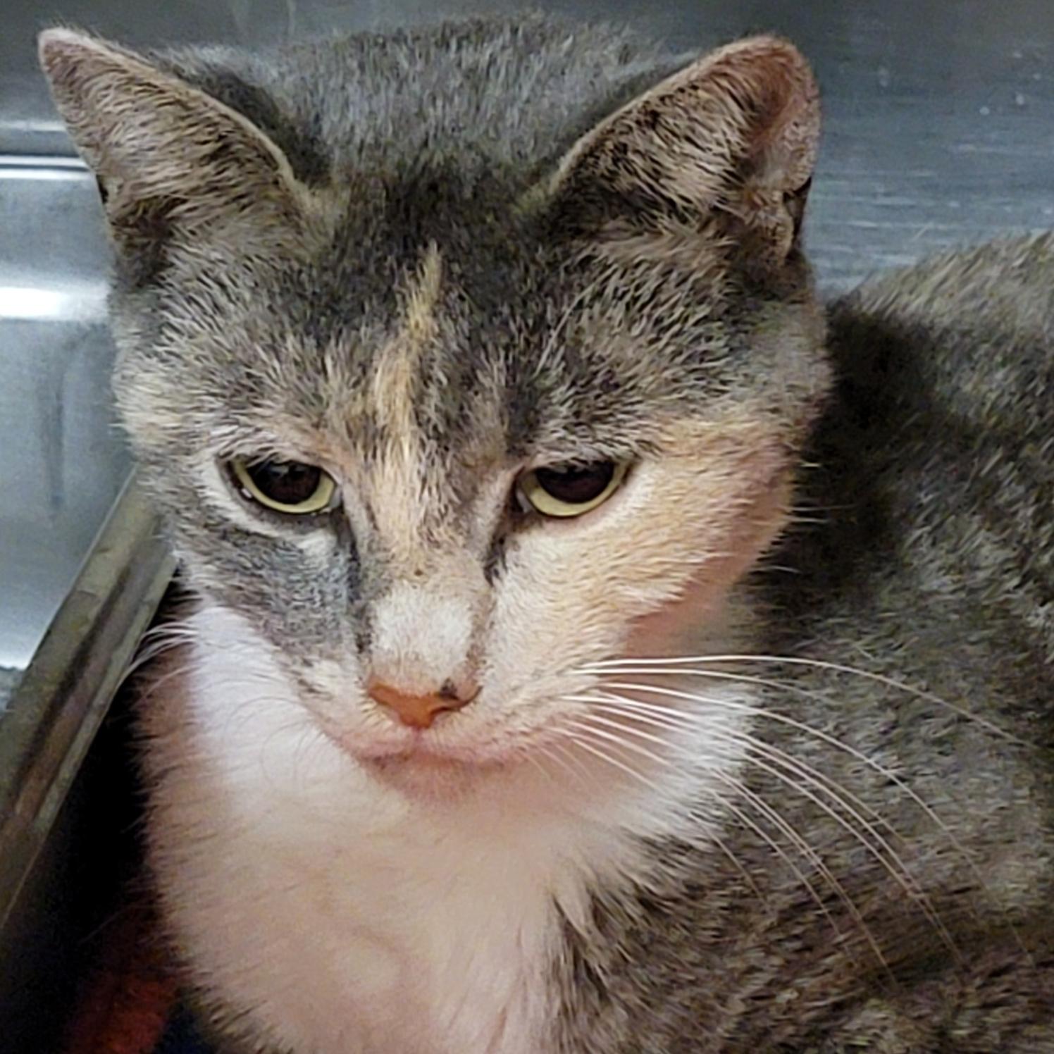 Silky (Spayed) (Empty-Nester)