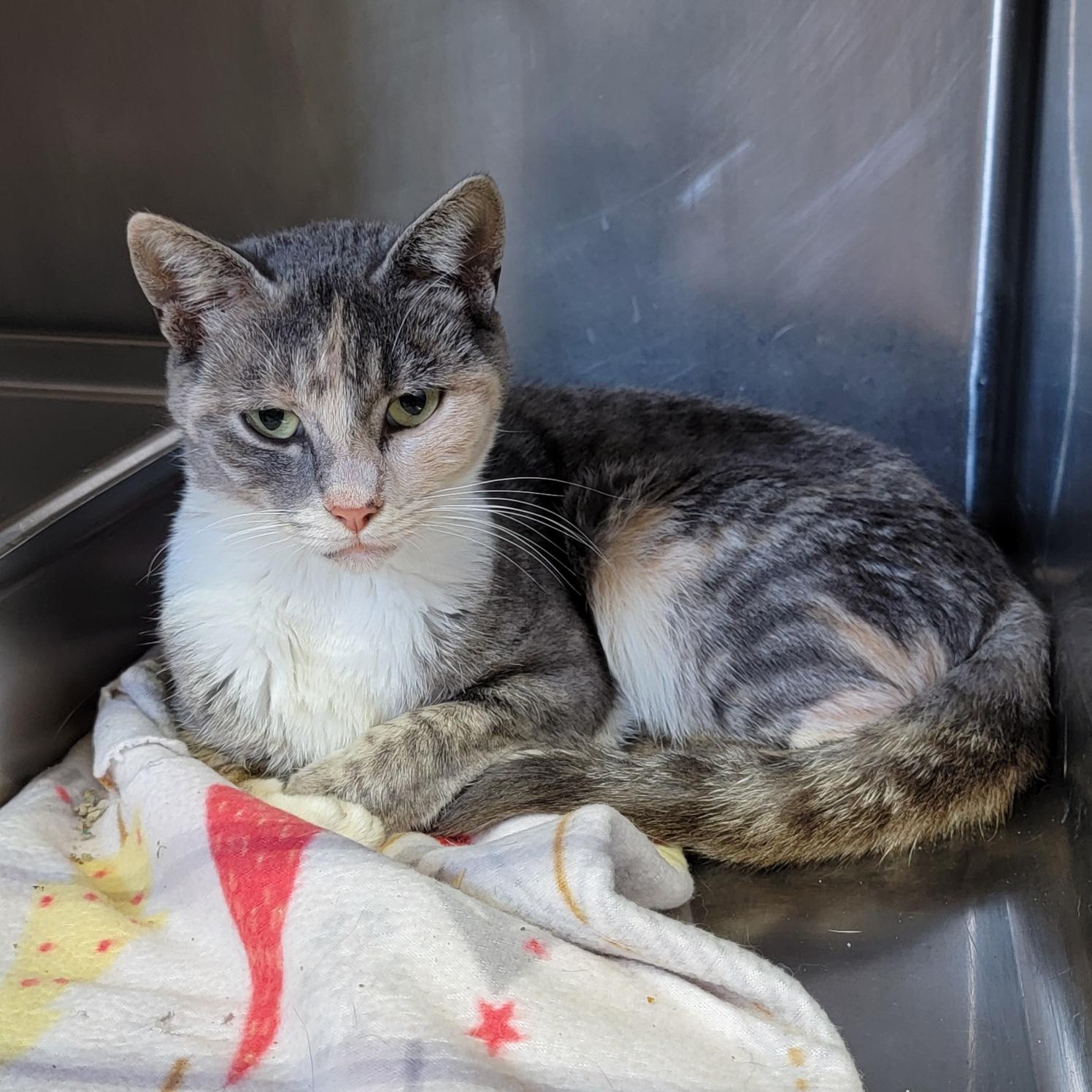 Silky (Spayed) (Empty-Nester)