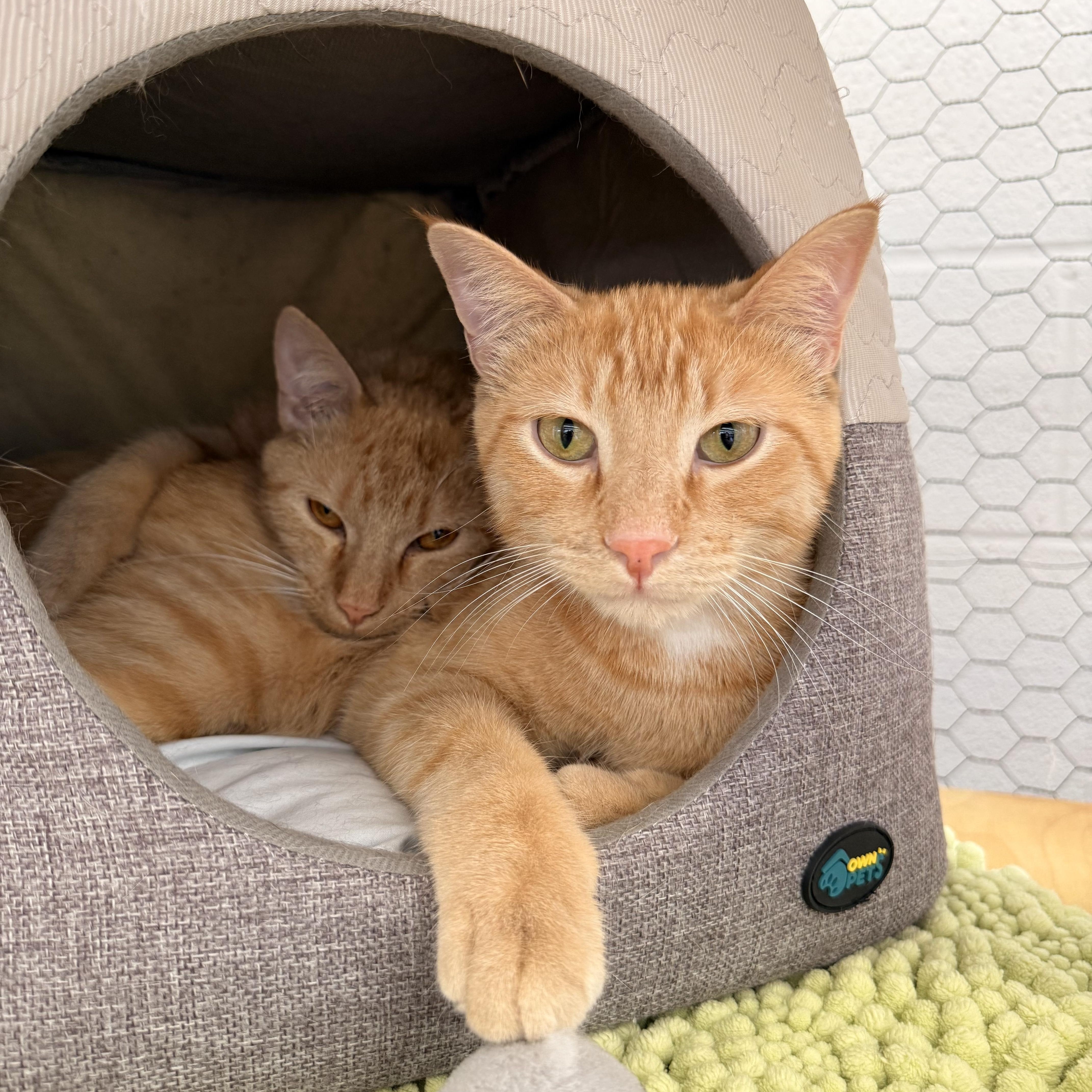 Enlarge Mango, a Adoptable Domestic Short Hair in St. Louis, MO image 2/5