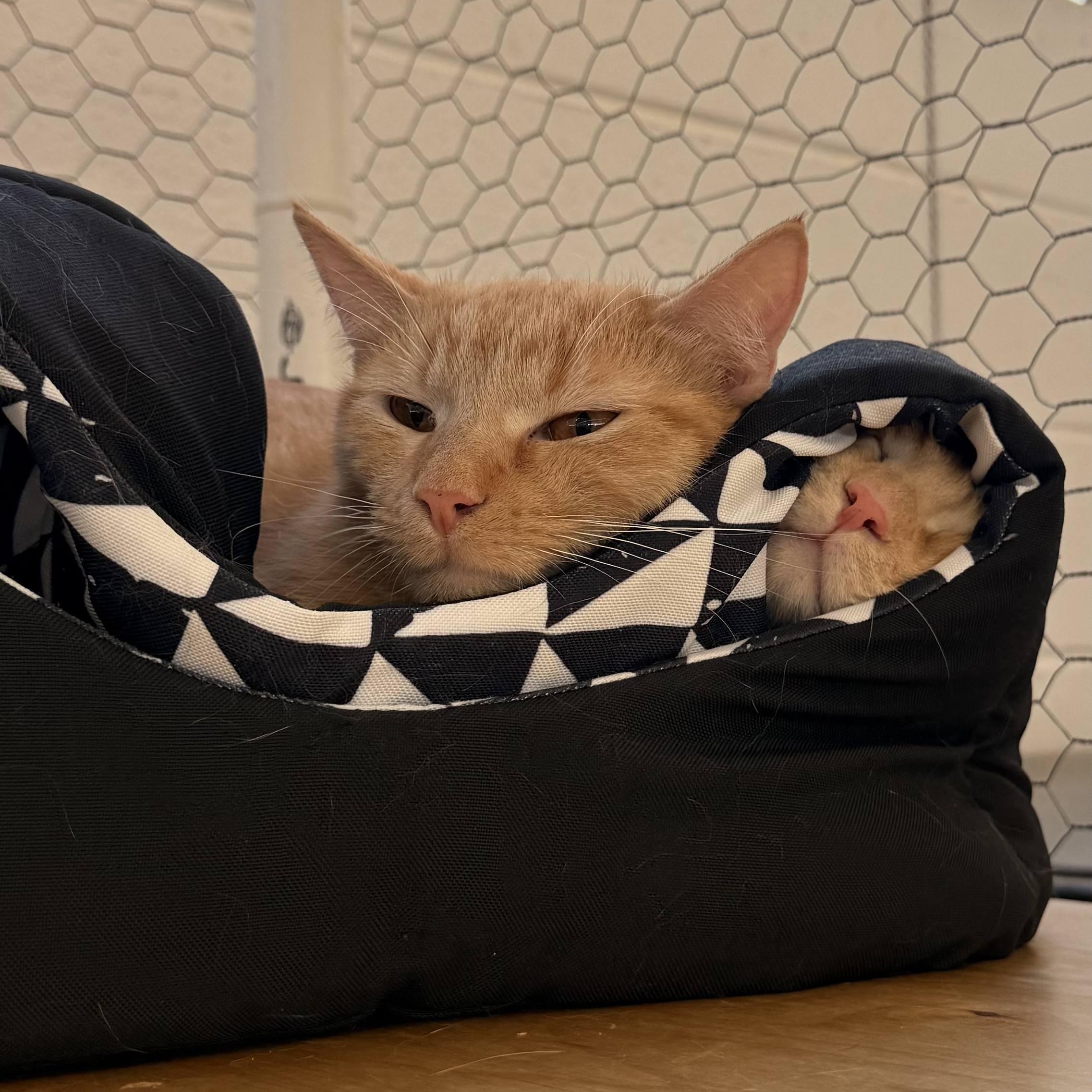 Enlarge Mango, a Adoptable Domestic Short Hair in St. Louis, MO image 4/5