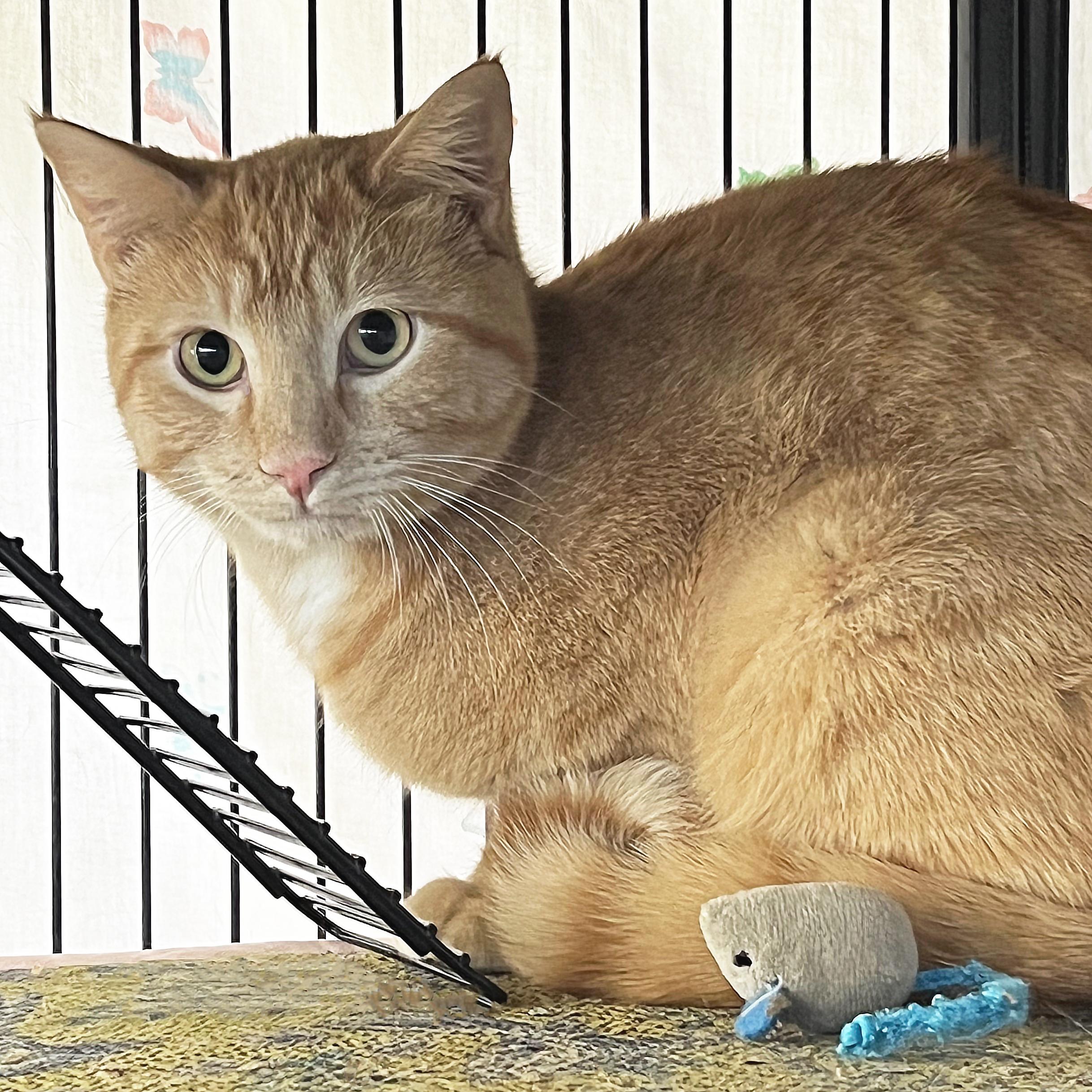 Enlarge Mango, a ADOPTABLE Domestic Short Hair in St. Louis, MO image 1/1