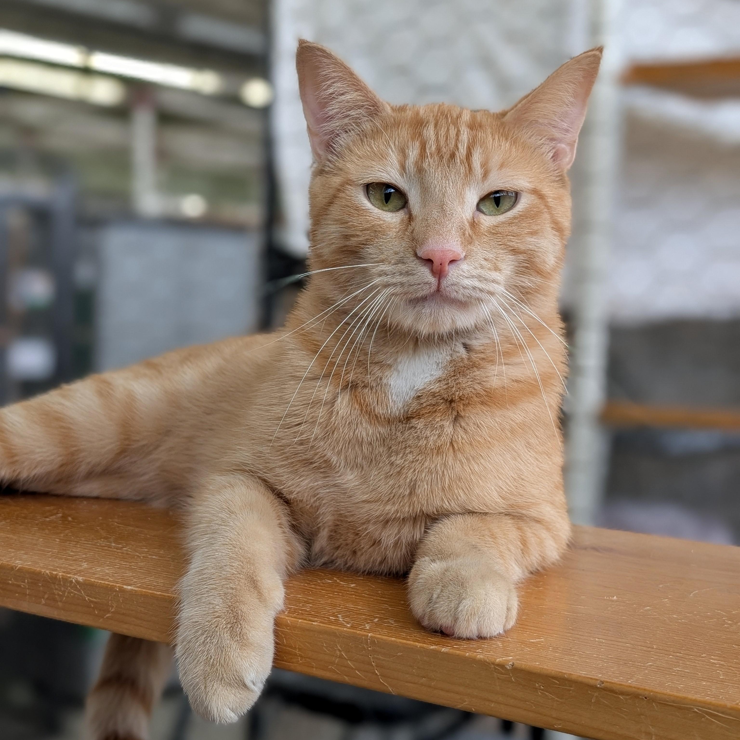 Mango, Adoptable, Kitten Male Domestic Short Hair.