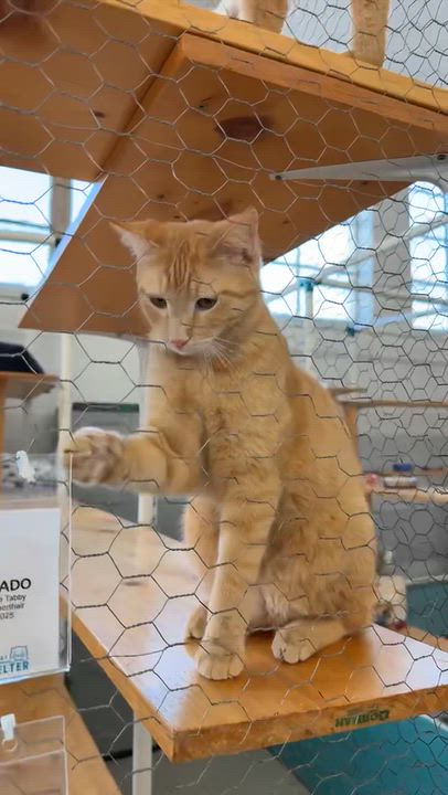 Enlarge Mango, a Adoptable Domestic Short Hair in St. Louis, MO video 5/5