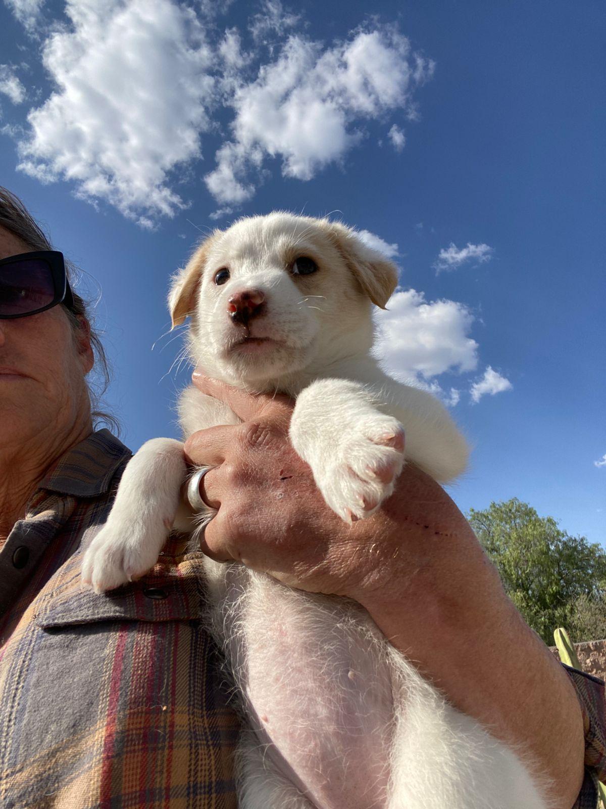 Enlarge Bonbon, an adopted mixed breed in Austin, TX image 5/6