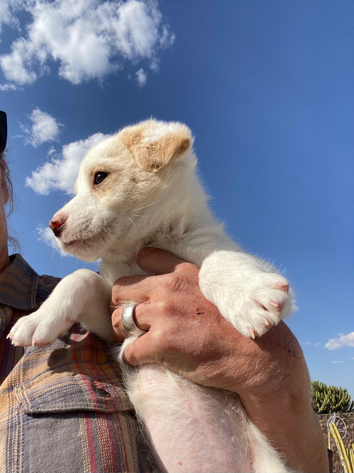 Enlarge Bonbon, an adopted mixed breed in Austin, TX image 2/6