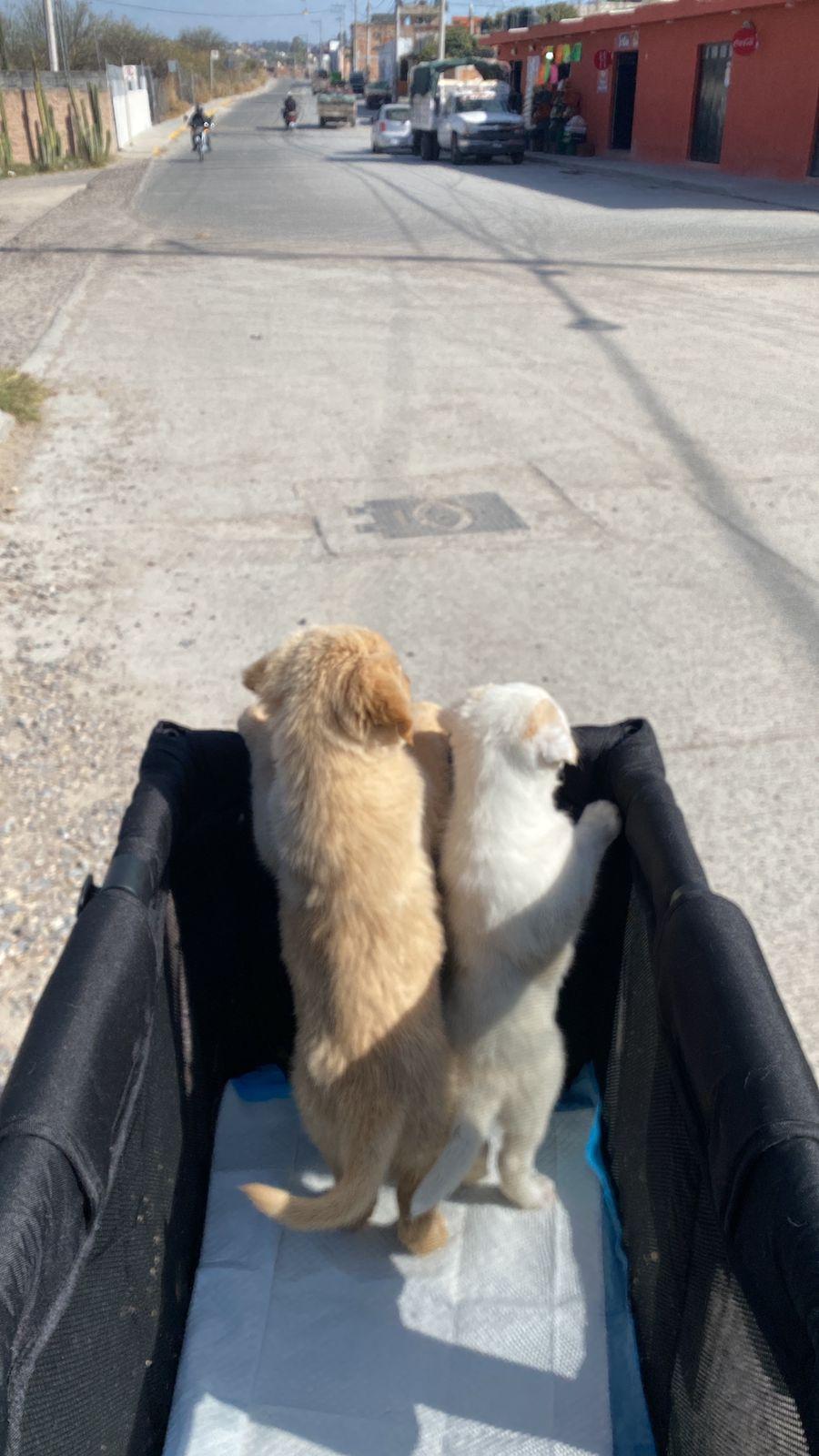 Enlarge Bonbon, an adopted mixed breed in Austin, TX image 6/6