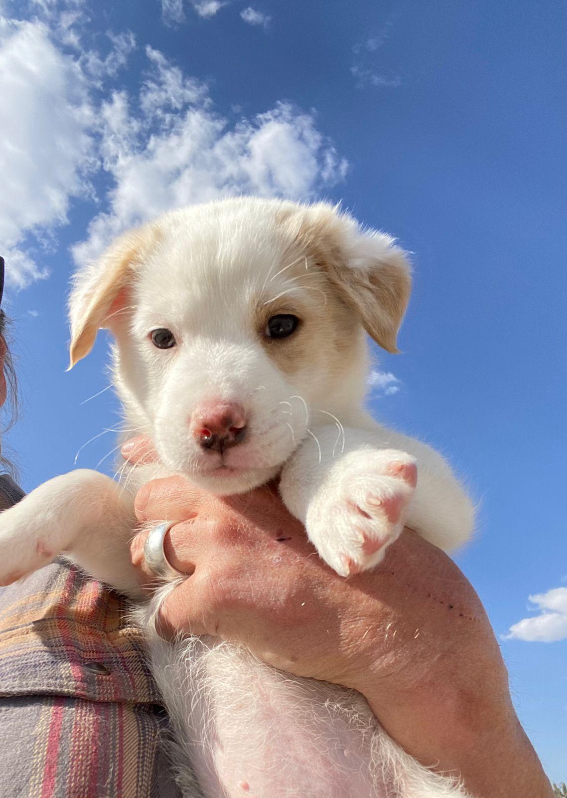 Enlarge Bonbon, an adopted mixed breed in Austin, TX image 1/6