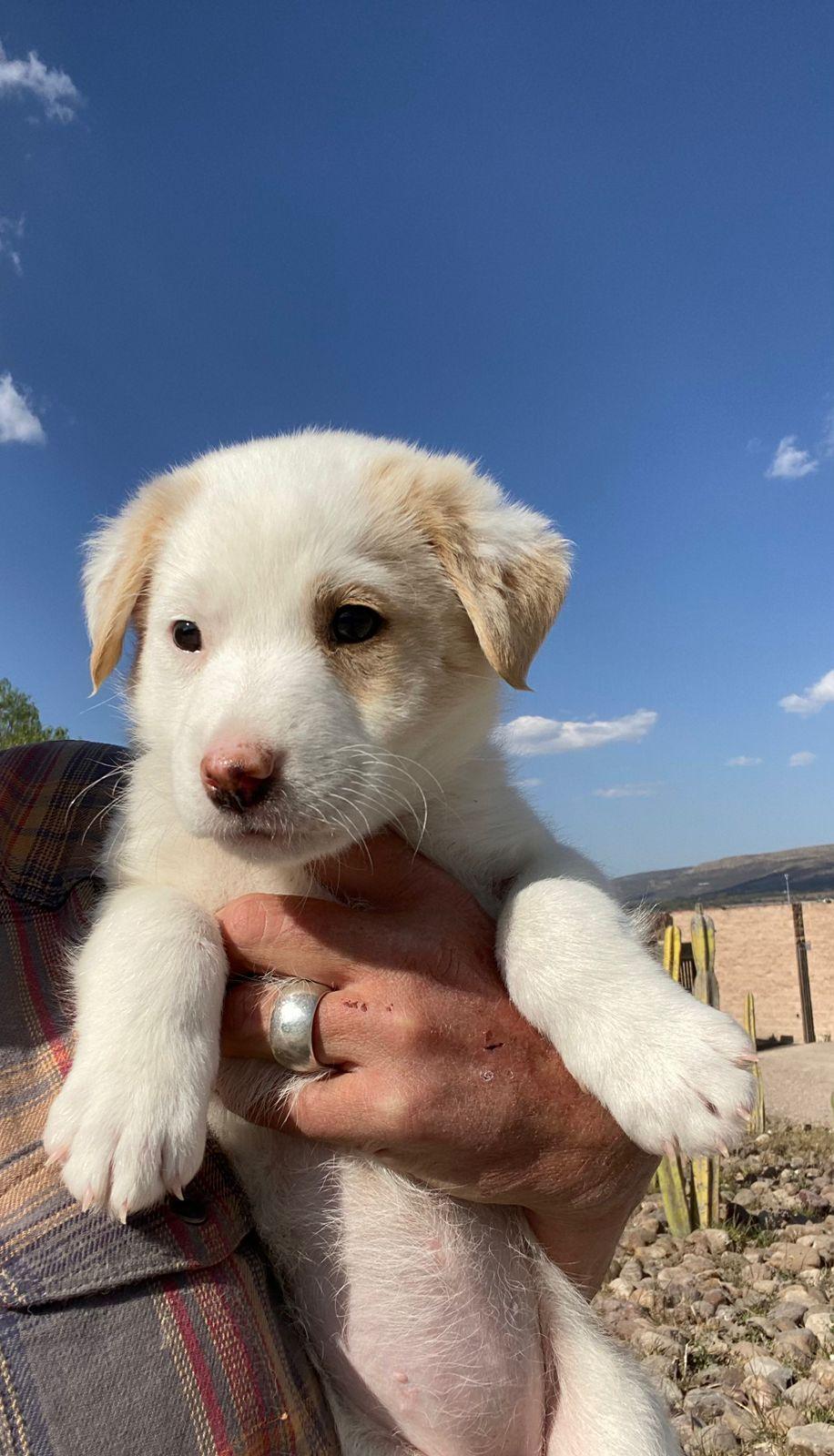 Enlarge Bonbon, an adopted mixed breed in Austin, TX image 4/6