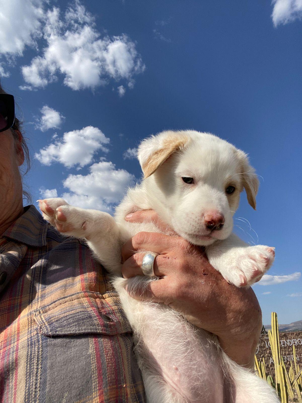 Enlarge Bonbon, an adopted mixed breed in Austin, TX image 3/6