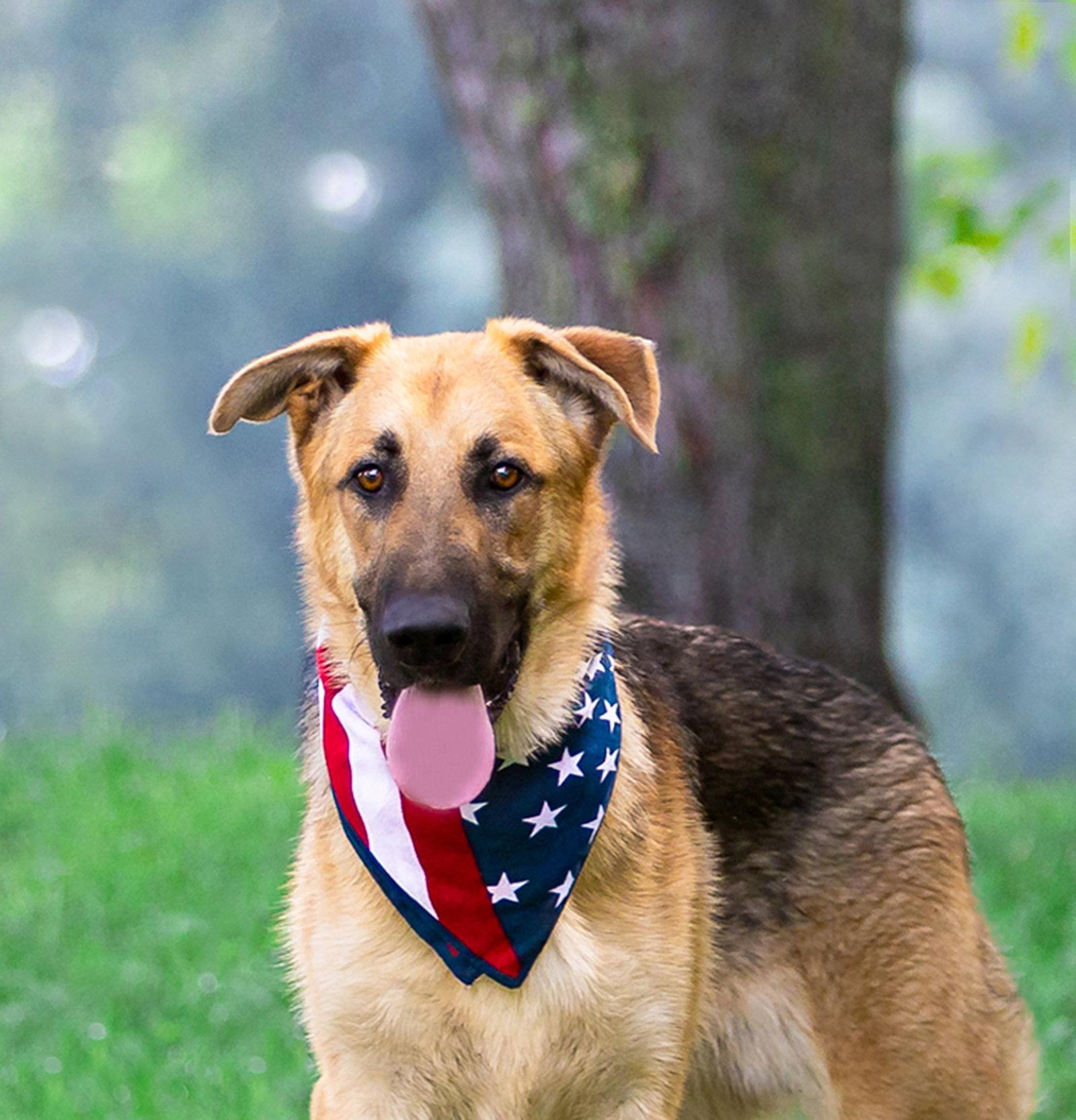 Zane, Adoptable, Young Male German Shepherd Dog.
