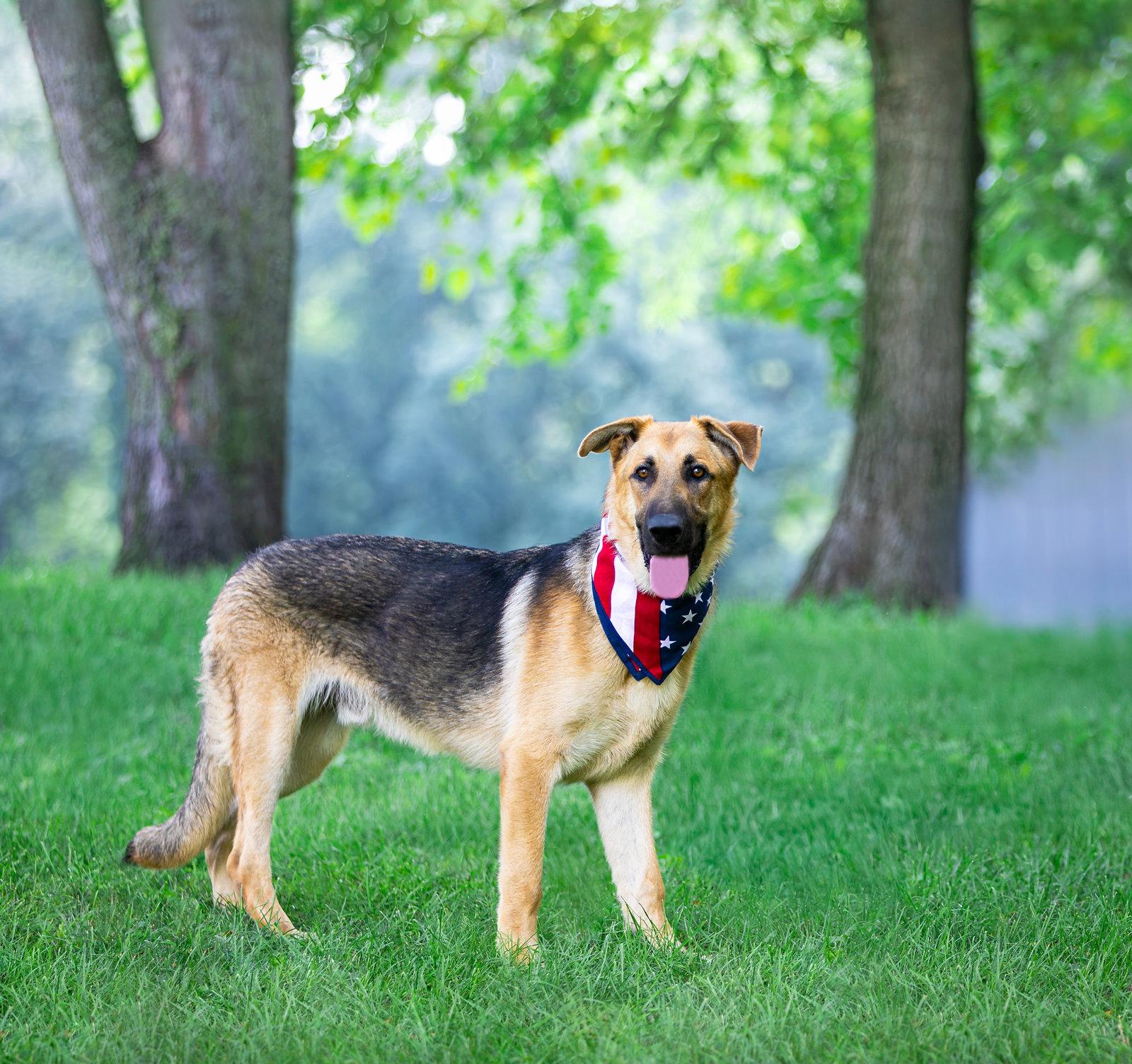 Enlarge Zane, a Adoptable German Shepherd Dog in Coatesville, PA image 2/3