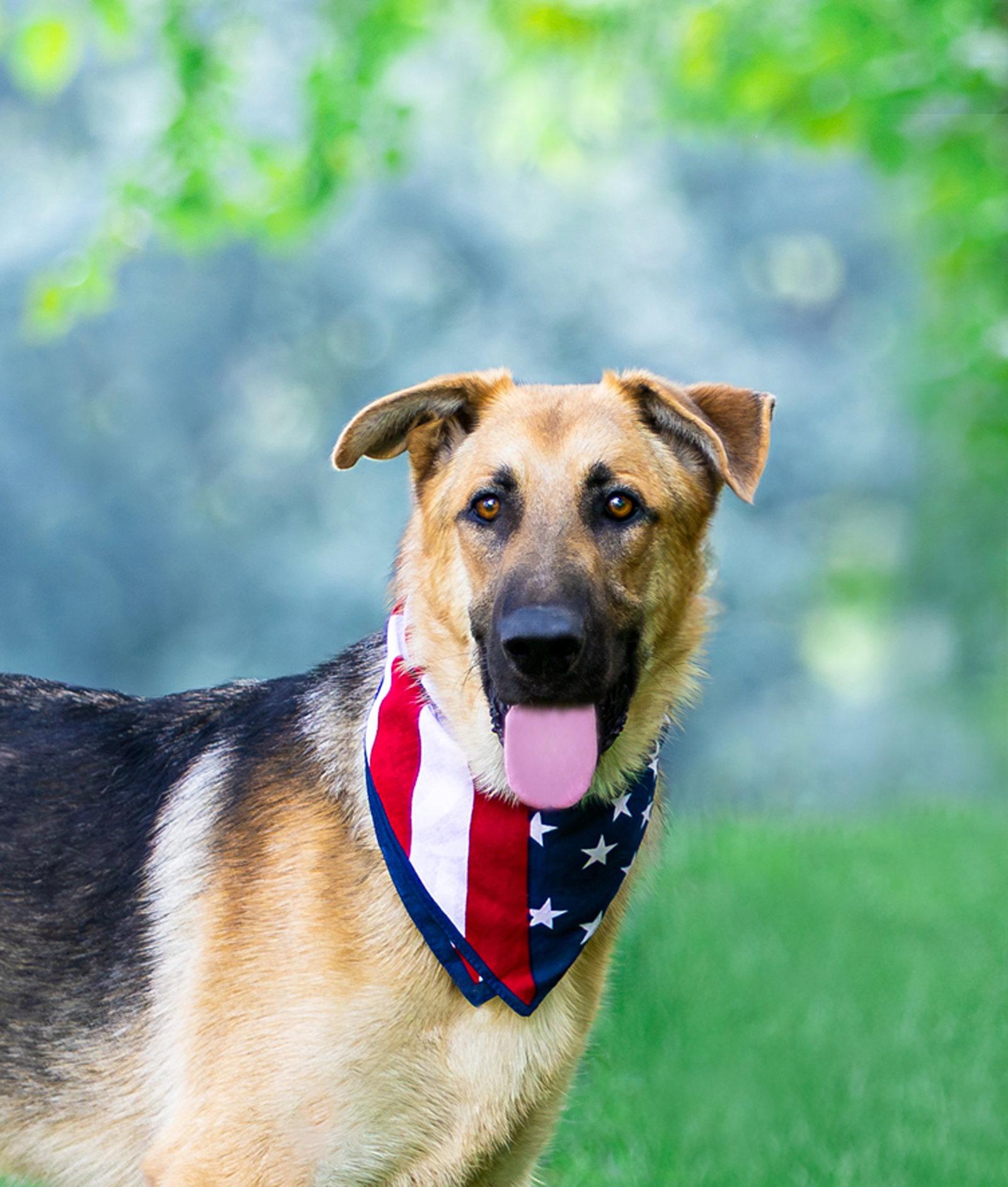 Enlarge Zane, a Adoptable German Shepherd Dog in Coatesville, PA image 3/3