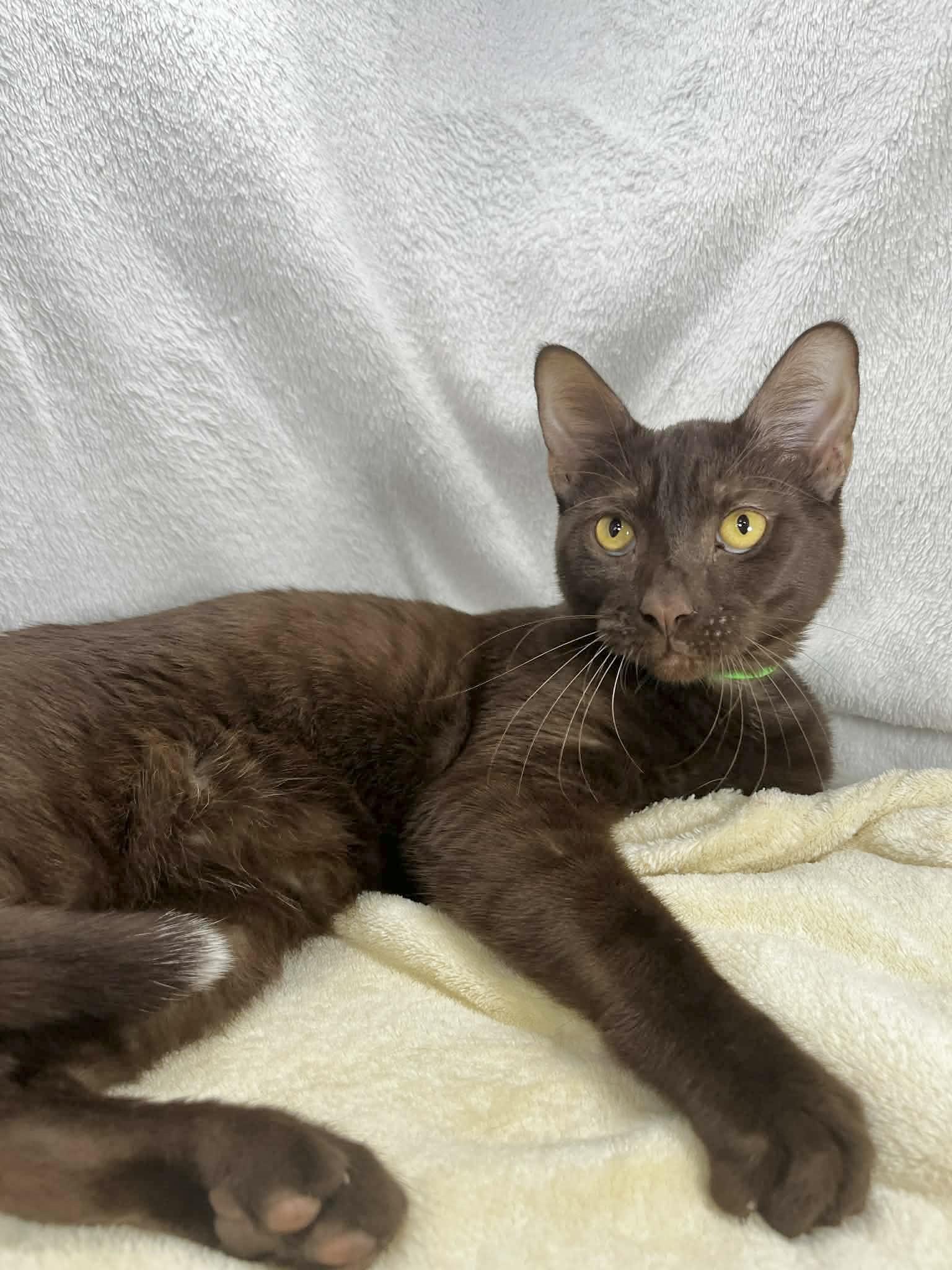 Brownie, a ADOPTABLE mixed breed in Tavares, FL image 3/3