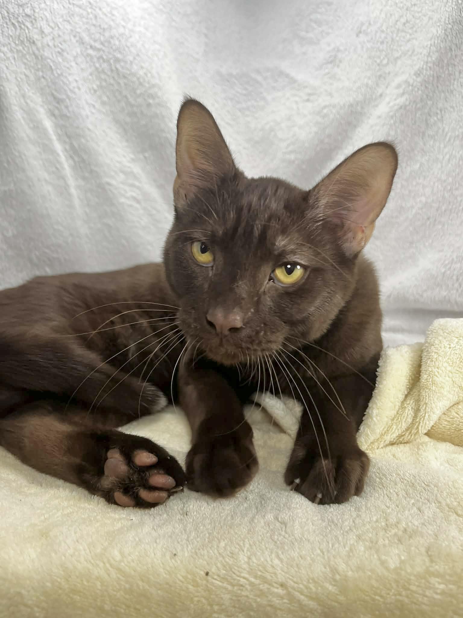 Brownie, a ADOPTABLE mixed breed in Tavares, FL image 2/3