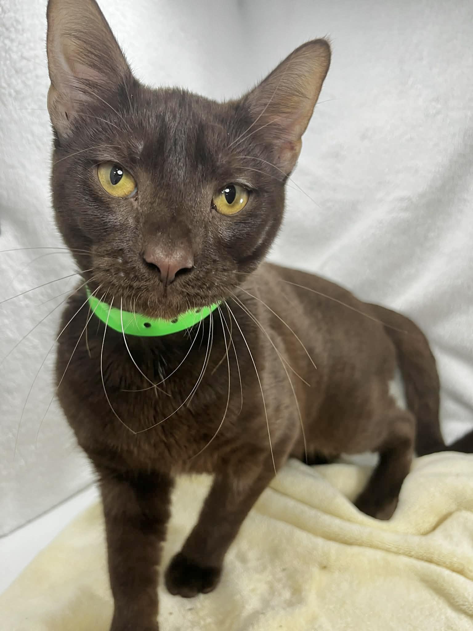 Brownie, a ADOPTABLE mixed breed in Tavares, FL image 1/3