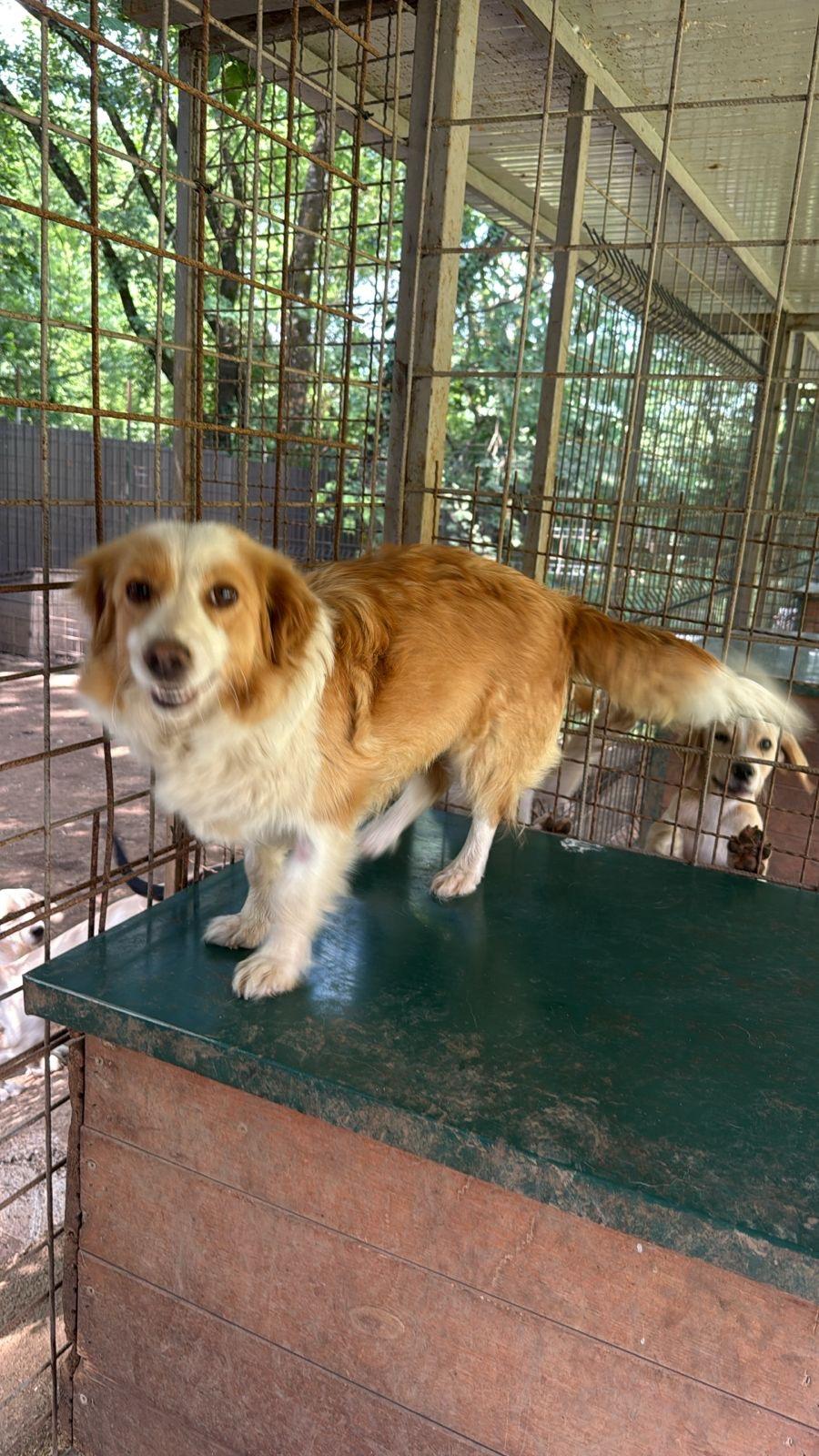 Mila, an adopted mixed breed in Shrewsbury, MA image 1/2