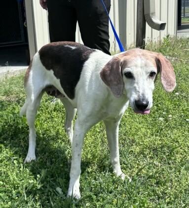 Ginger, Adoptable, Adult Female Treeing Walker Coonhound.