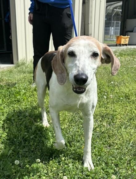 Enlarge Ginger, a Adoptable Treeing Walker Coonhound in Burgaw, NC image 2/3