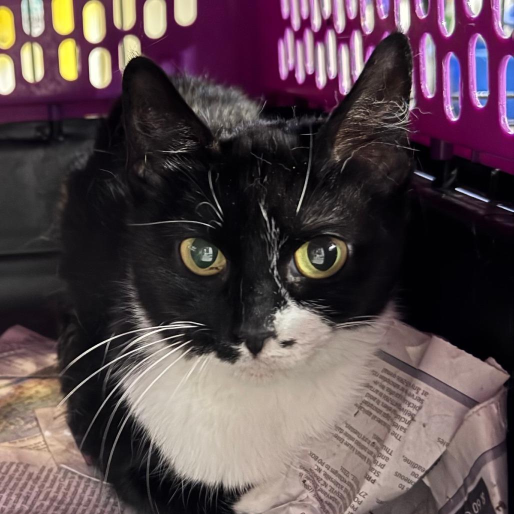 Possum, ADOPTABLE, Adult Female Domestic Short Hair.