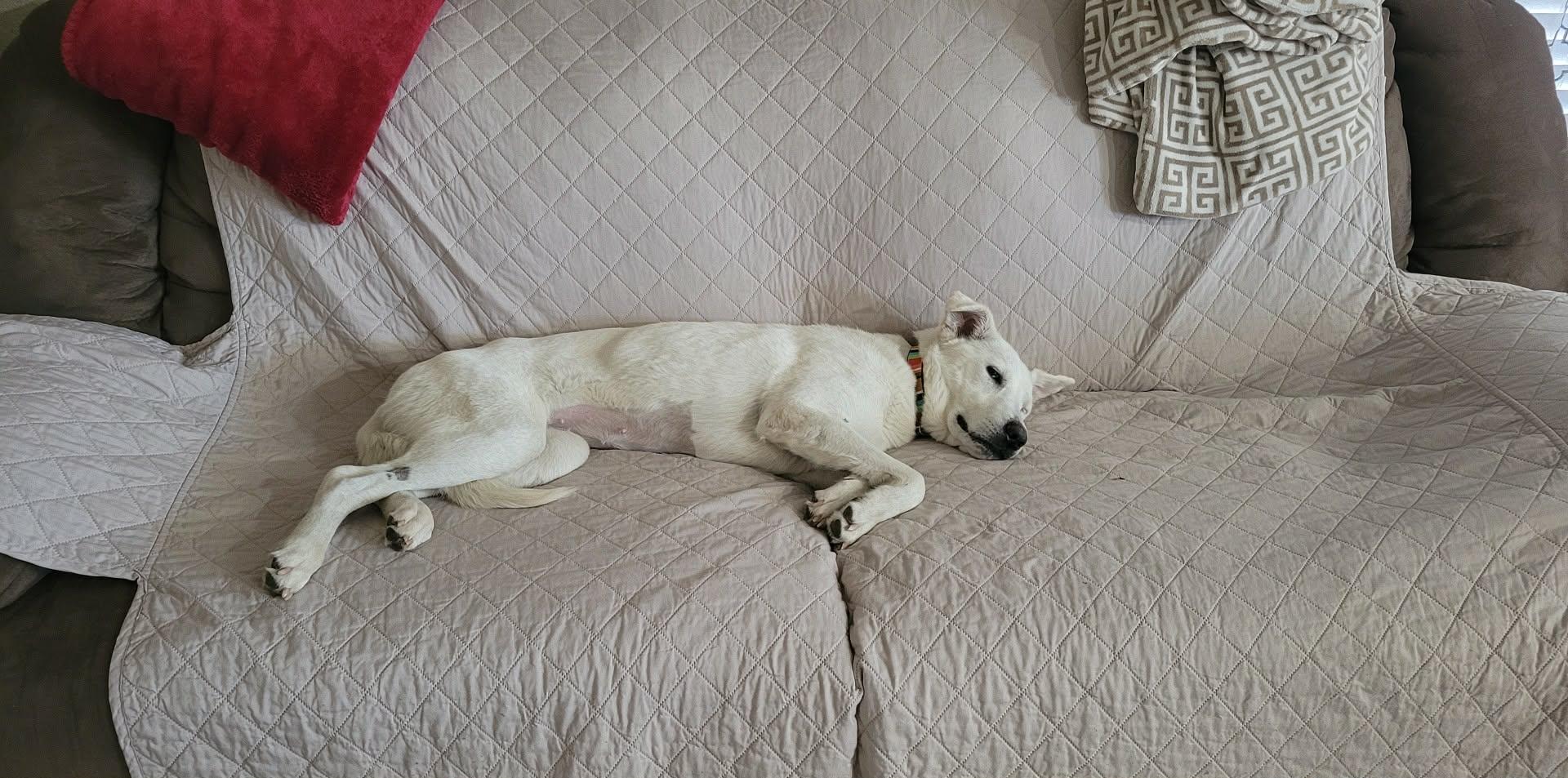 Noelle, a ADOPTABLE mixed breed in Climax, MI image 4/6