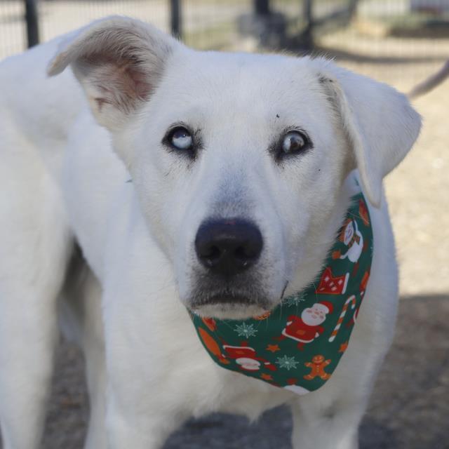 Noelle, a ADOPTABLE mixed breed in Climax, MI image 6/6