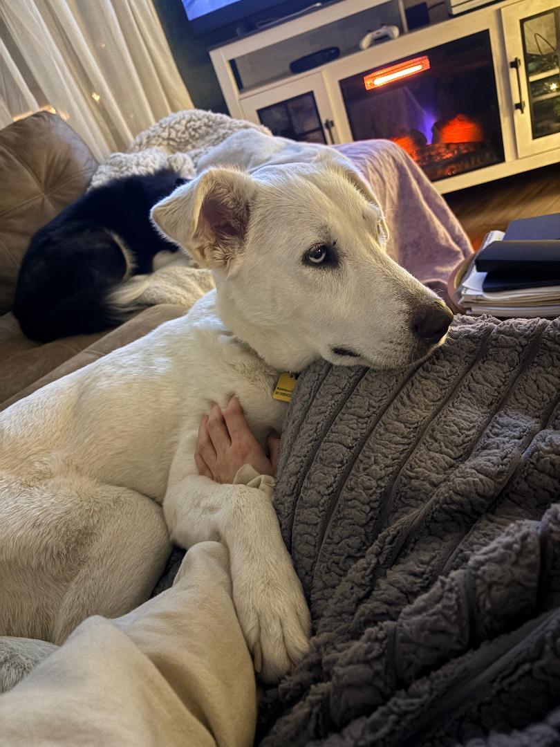 Noelle, a ADOPTABLE mixed breed in Climax, MI image 3/6