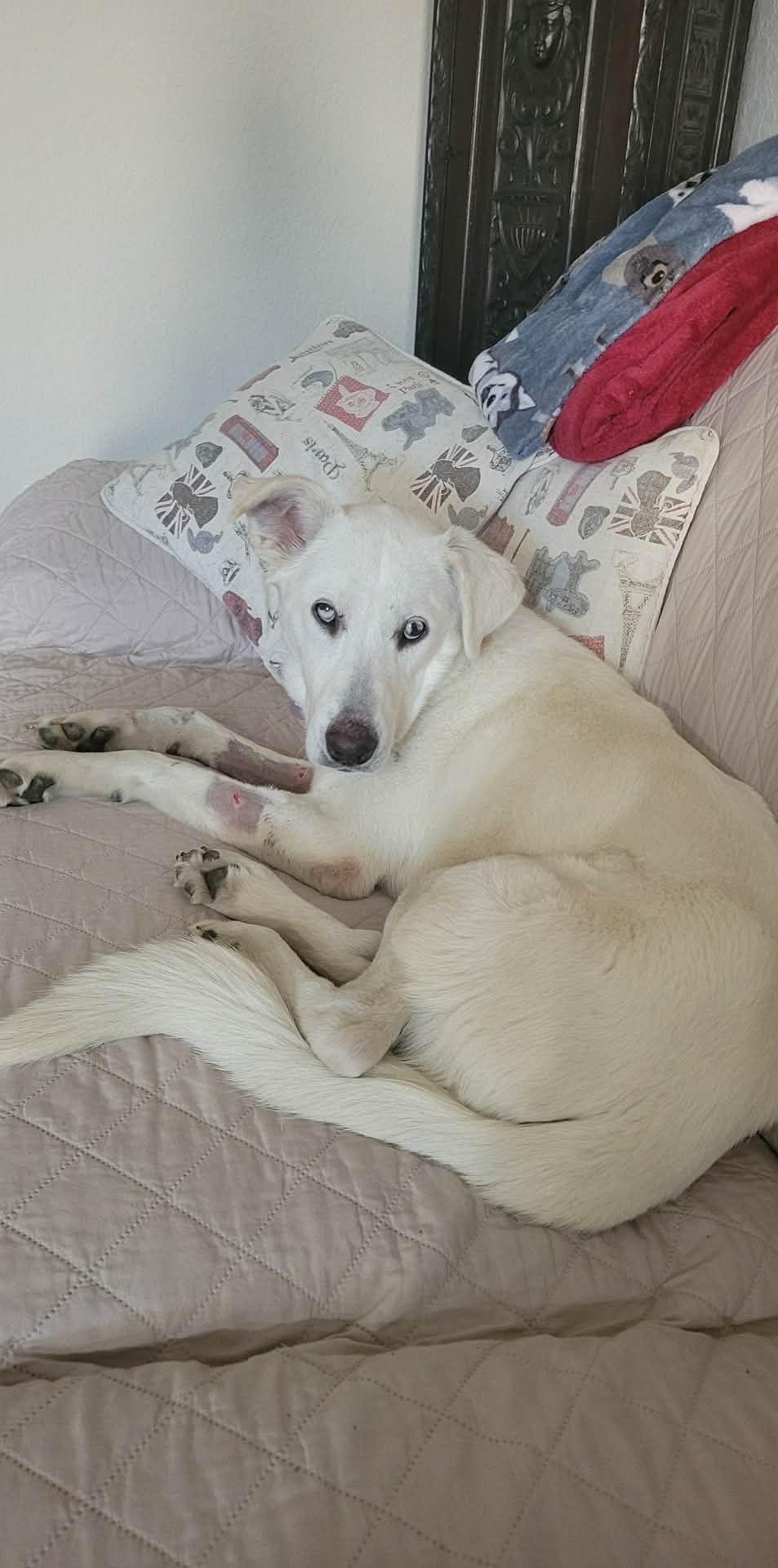 Noelle, a ADOPTABLE mixed breed in Climax, MI image 2/6