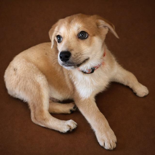 Enlarge Nubs, a ADOPTABLE Mixed Breed in Kenosha, WI image 1/5