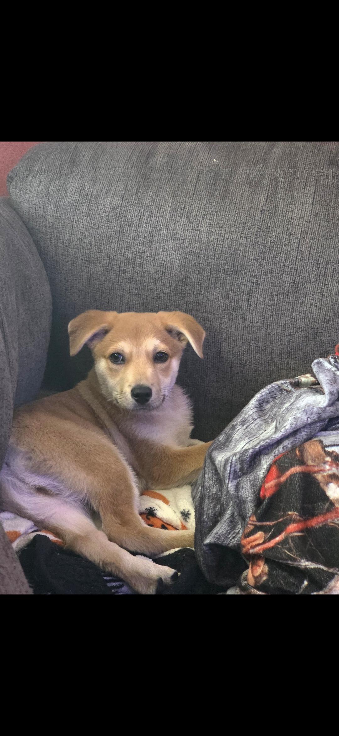 Enlarge Nubs, a ADOPTABLE Mixed Breed in Kenosha, WI image 2/5