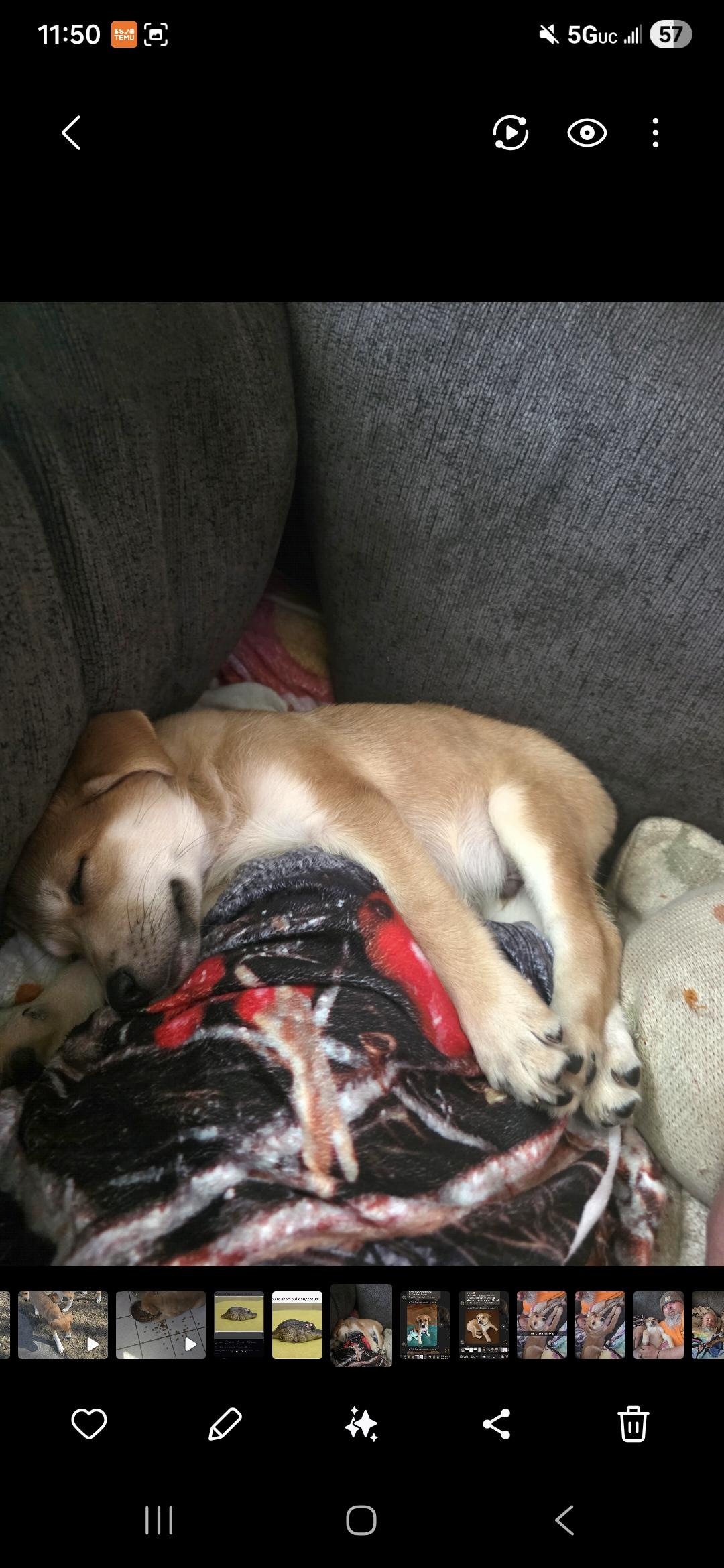 Enlarge Nubs, a ADOPTABLE Mixed Breed in Kenosha, WI image 3/5