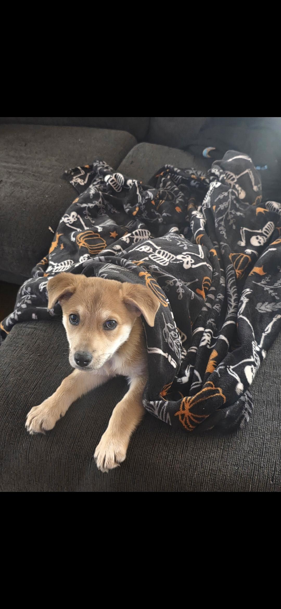 Enlarge Nubs, a ADOPTABLE Mixed Breed in Kenosha, WI image 5/5