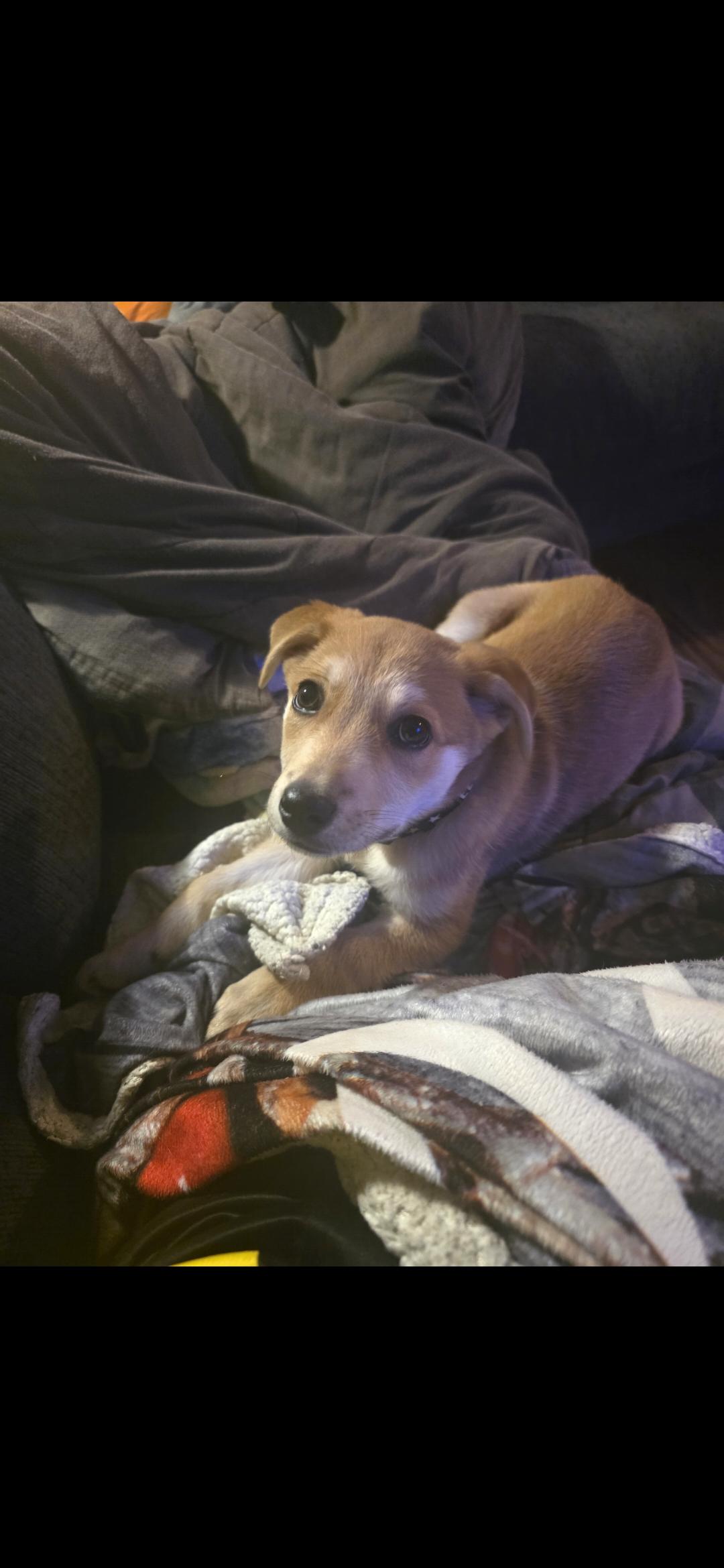 Enlarge Nubs, a ADOPTABLE Mixed Breed in Kenosha, WI image 4/5