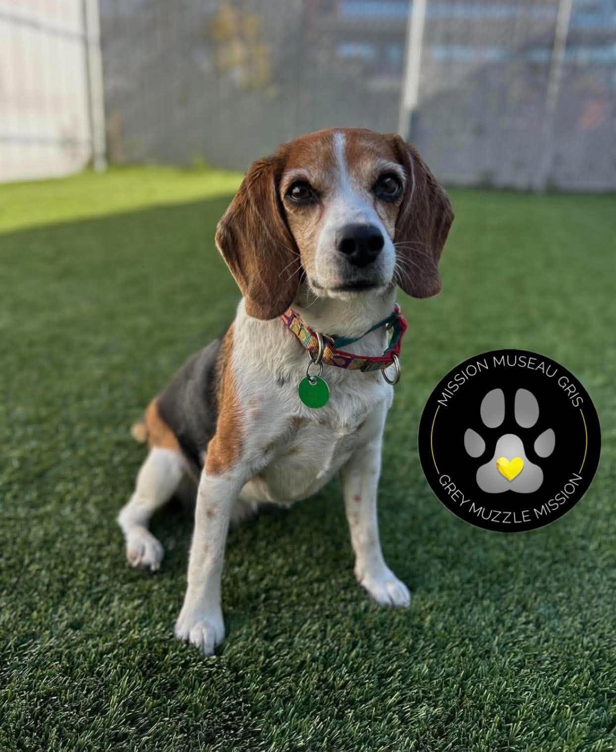 Nala, Adoptable, Senior Female Beagle.