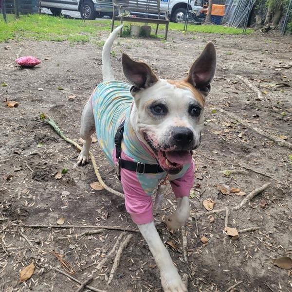 Enlarge Odis, a Adoptable Pit Bull Terrier in Long Beach, CA image 2/6