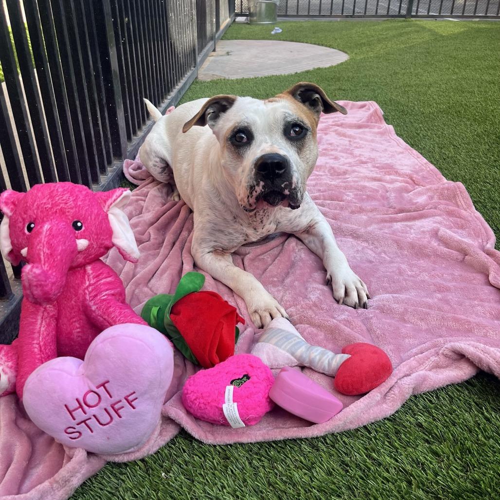Enlarge Odis, a Adoptable Pit Bull Terrier in Long Beach, CA image 3/6