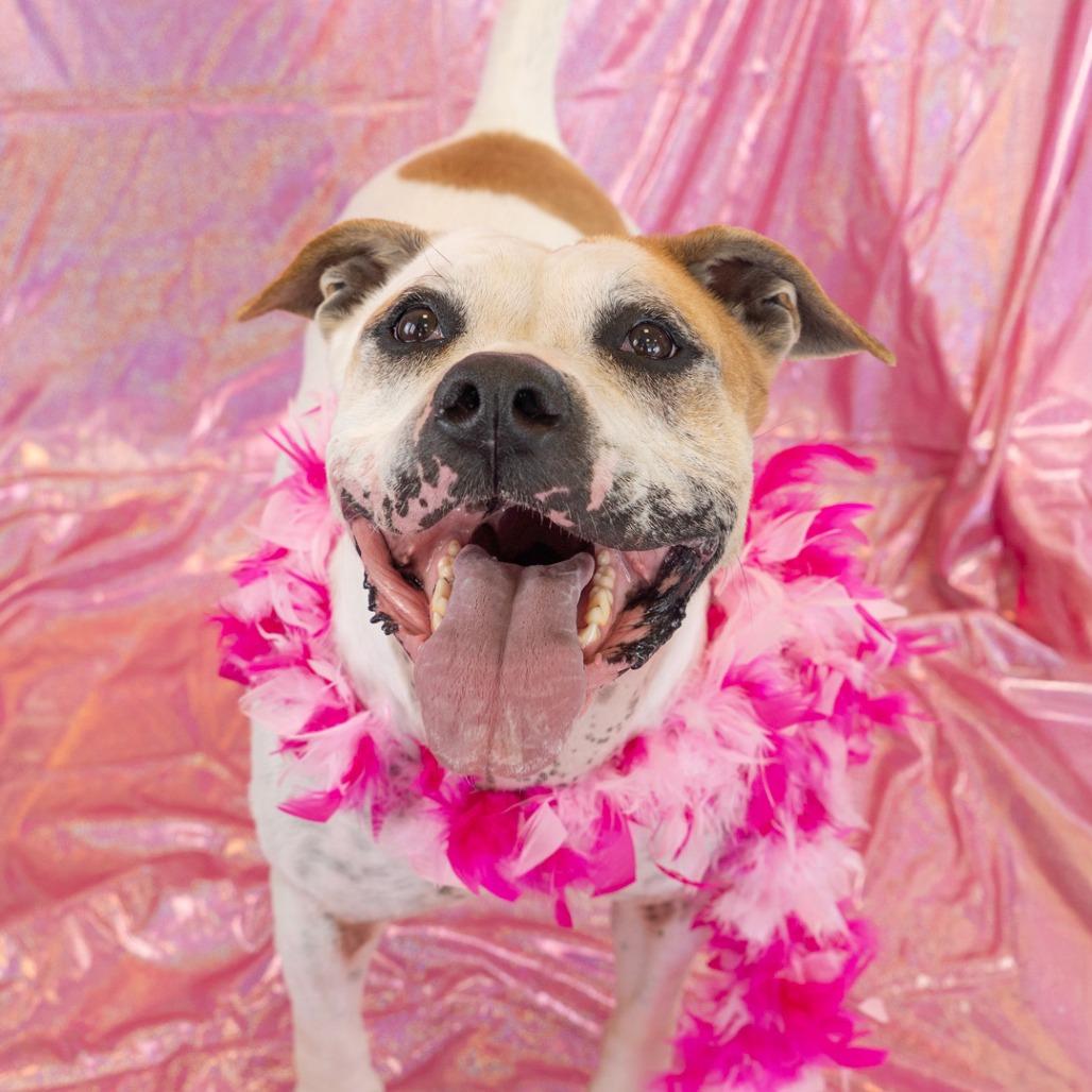 Enlarge Odis, a Adoptable Pit Bull Terrier in Long Beach, CA image 5/6