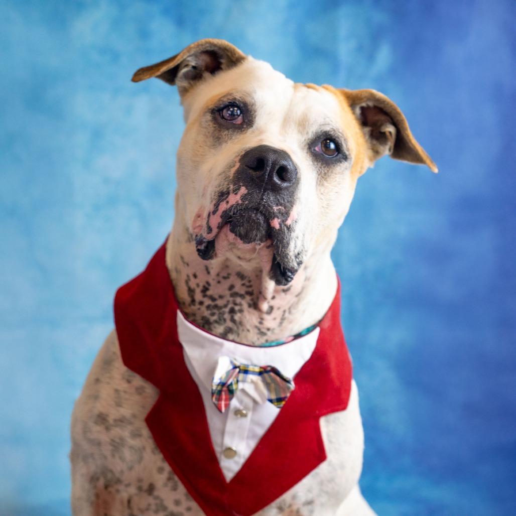 Enlarge Odis, a Adoptable Pit Bull Terrier in Long Beach, CA image 6/6